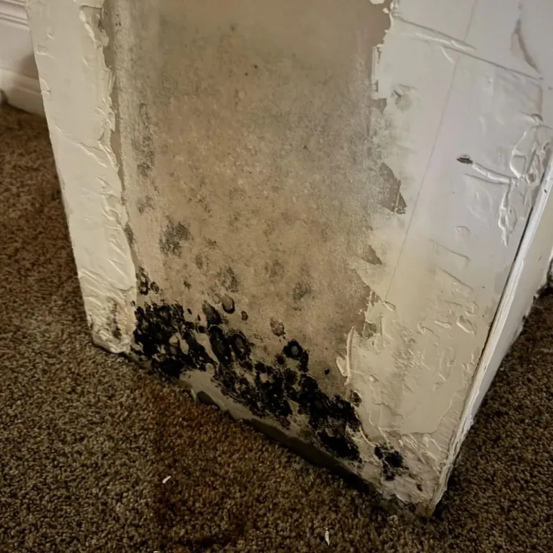 Professional Mold Removal in Mercer County, OH